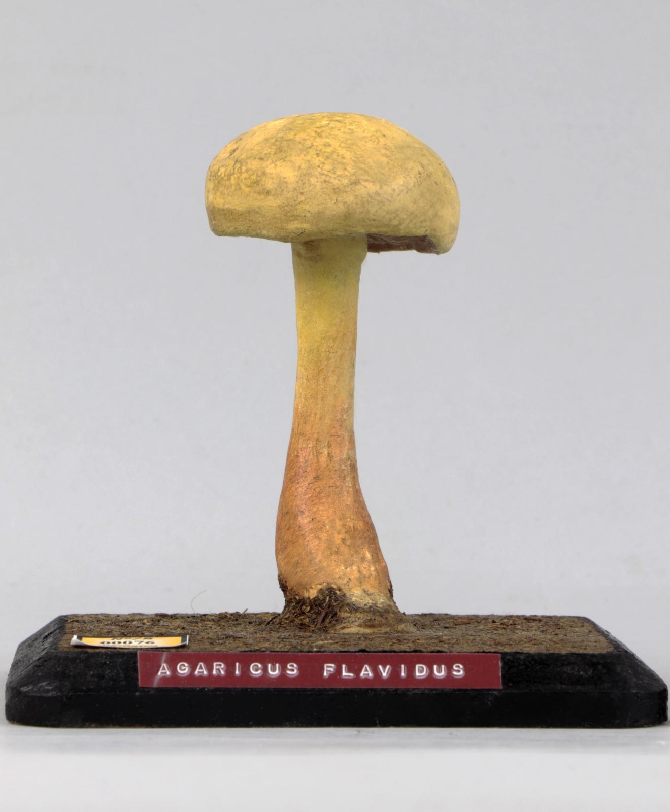 Modelo de Agaricus flavidus