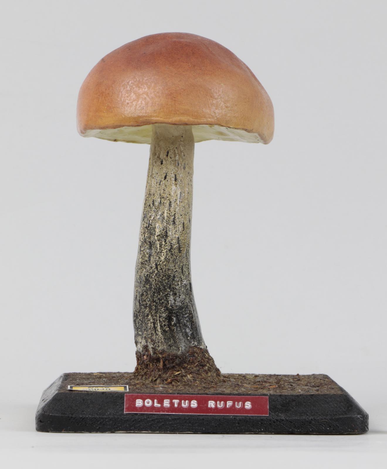 Modelo de Boletus rufus