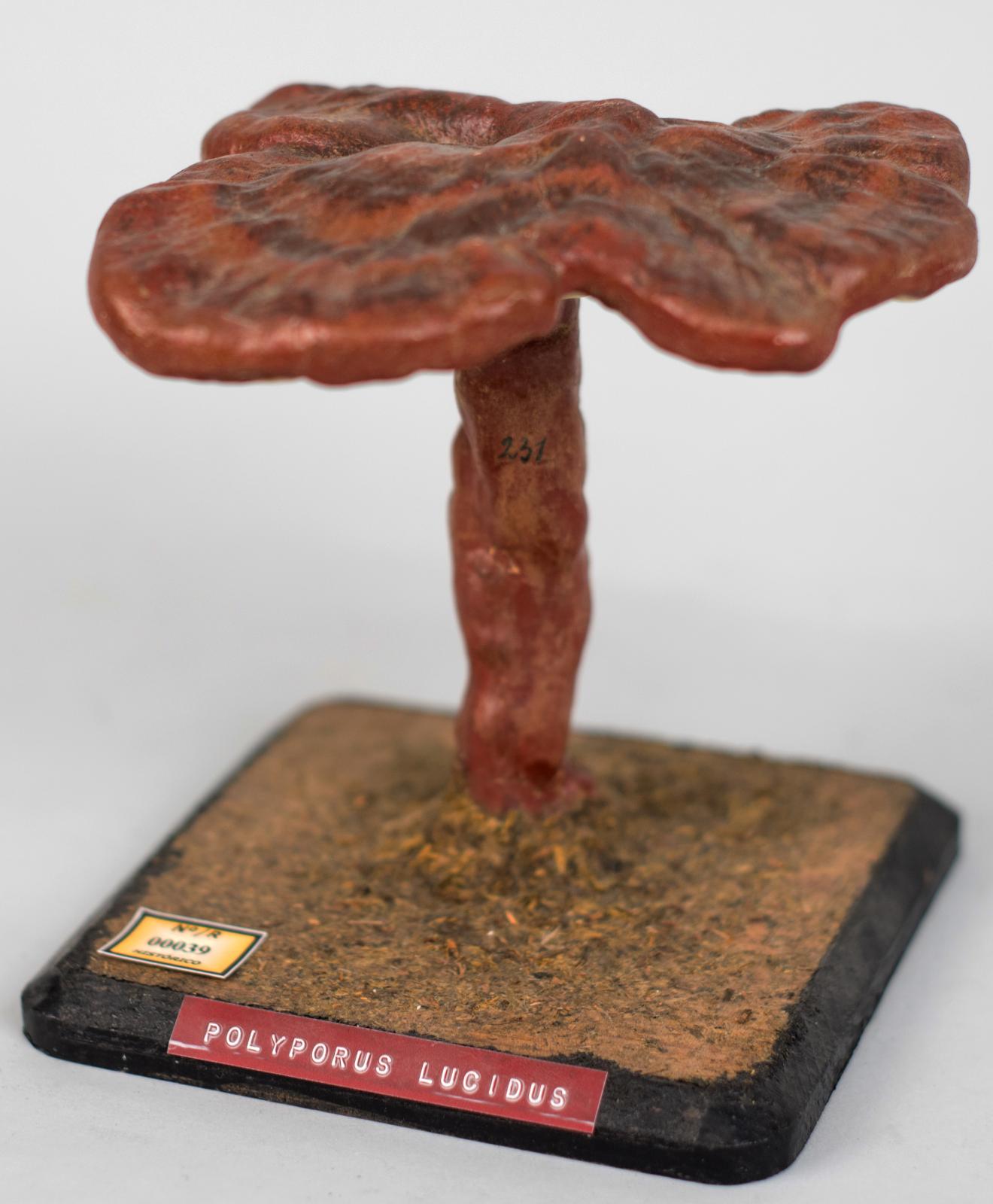 Modelo de Polyporus Lucidus