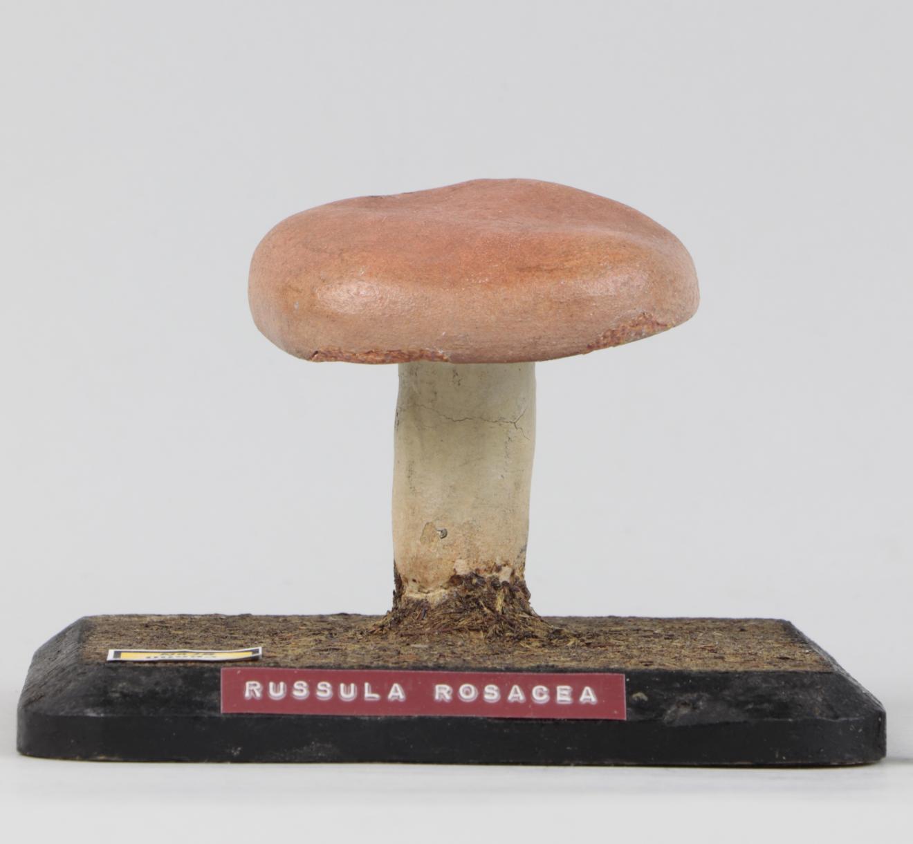 Modelo de Russula rosacea