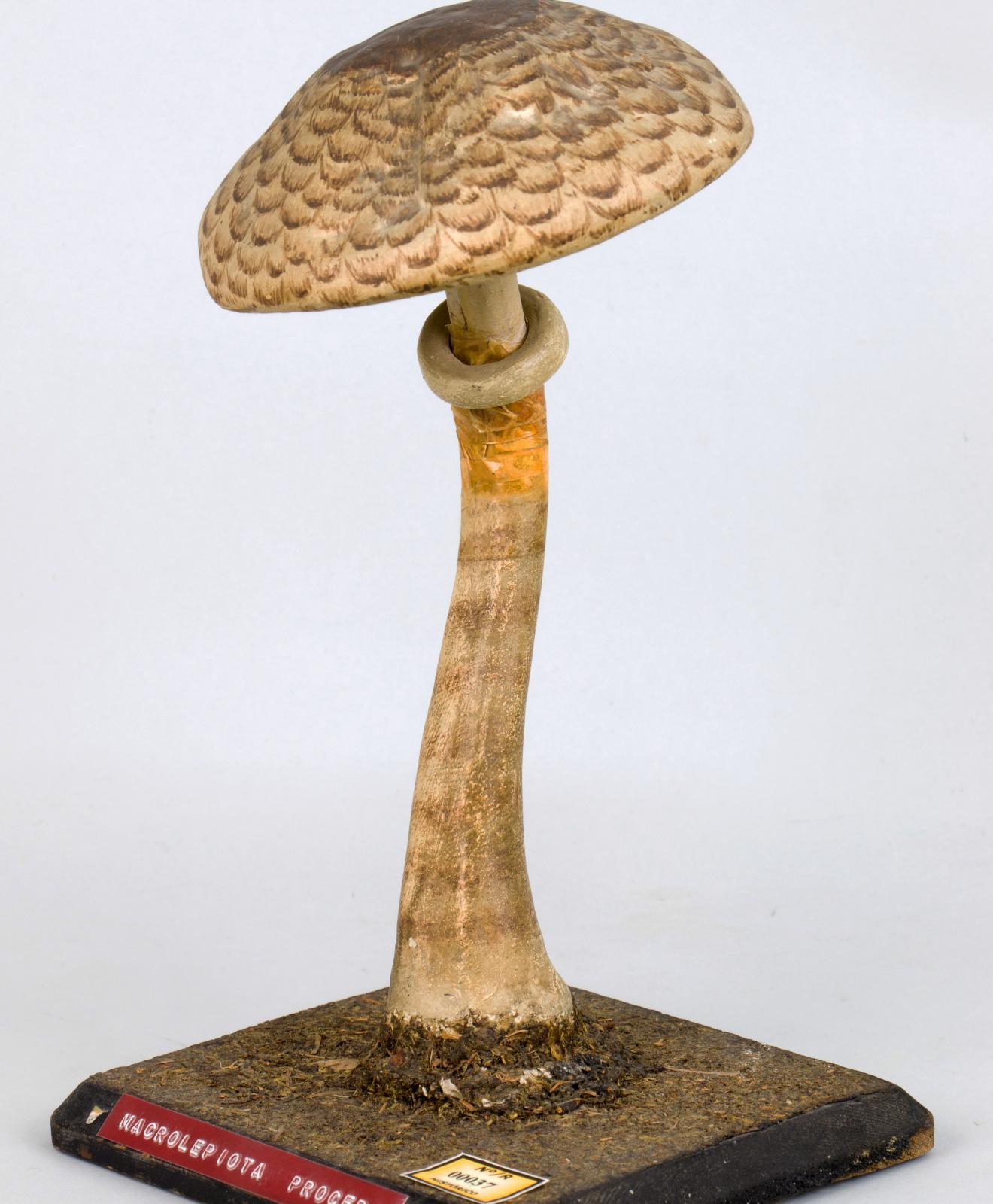 Modelo de Macrolepiota procera