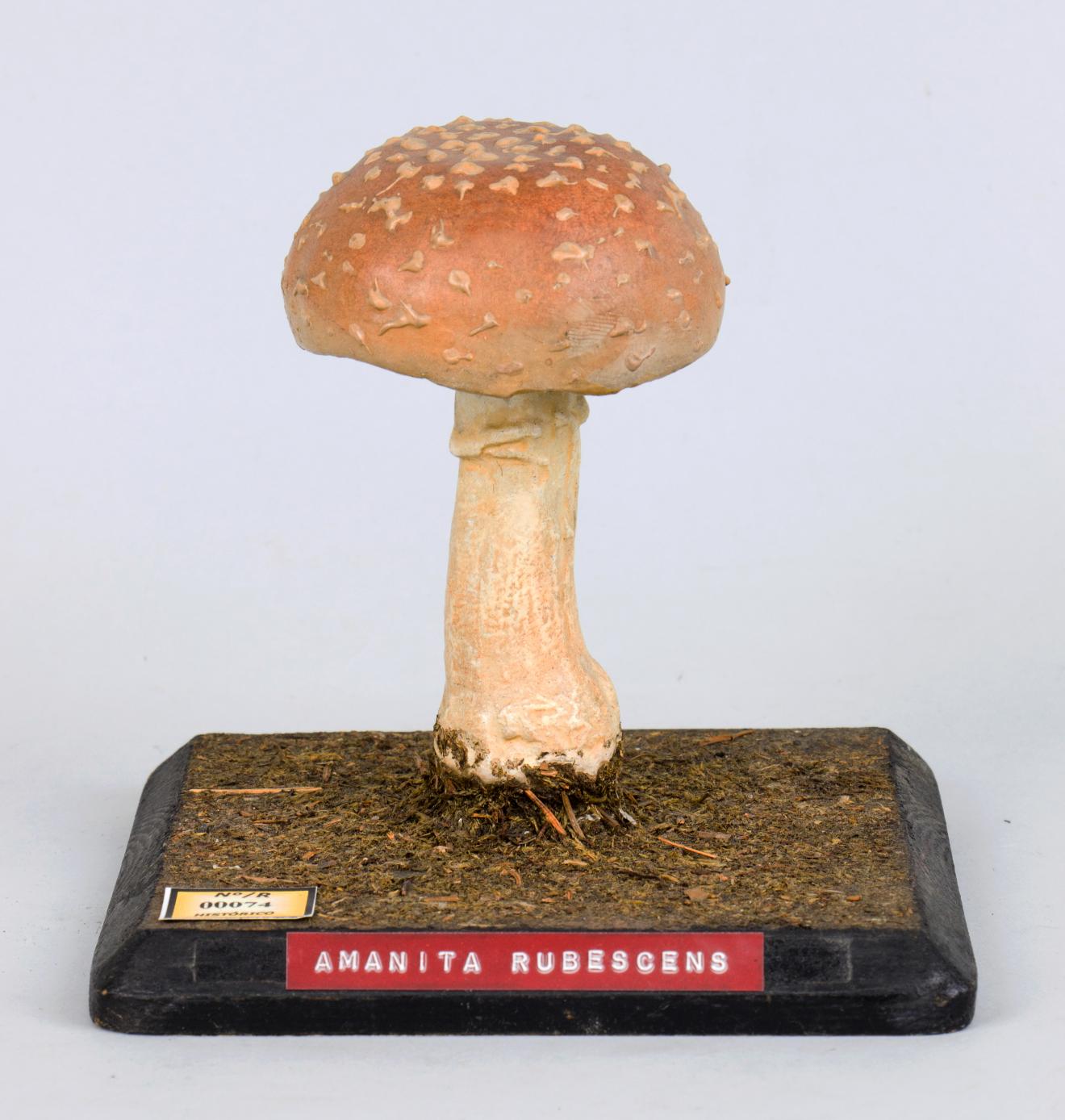 Modelo de Amanita rubescens