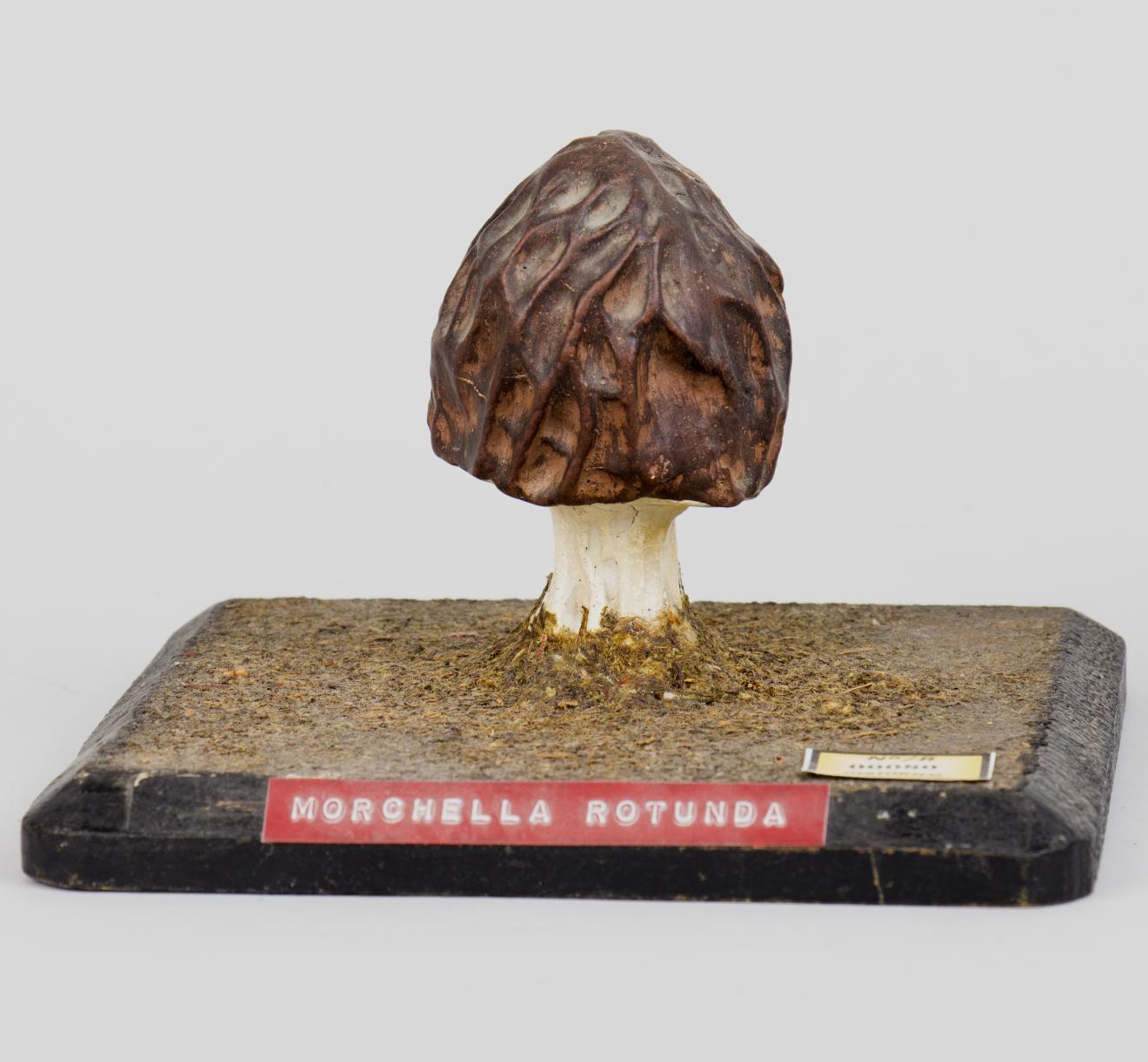 Modelo de Morchella rotunda