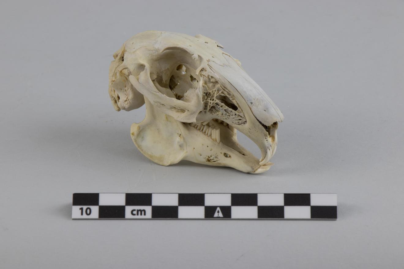 Cráneo de roedor (conejo)