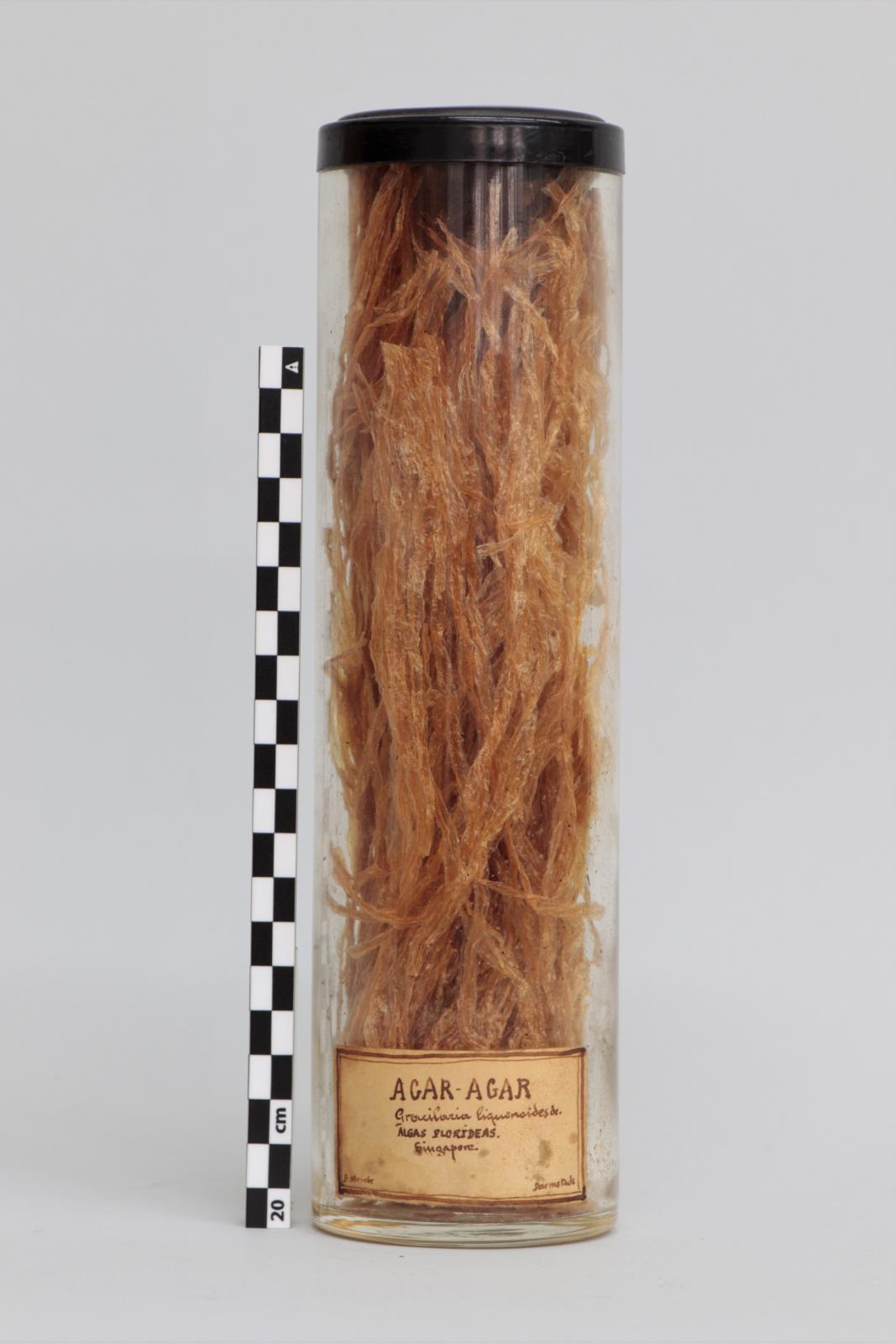 Bote de vidrio con “Agar-agar”