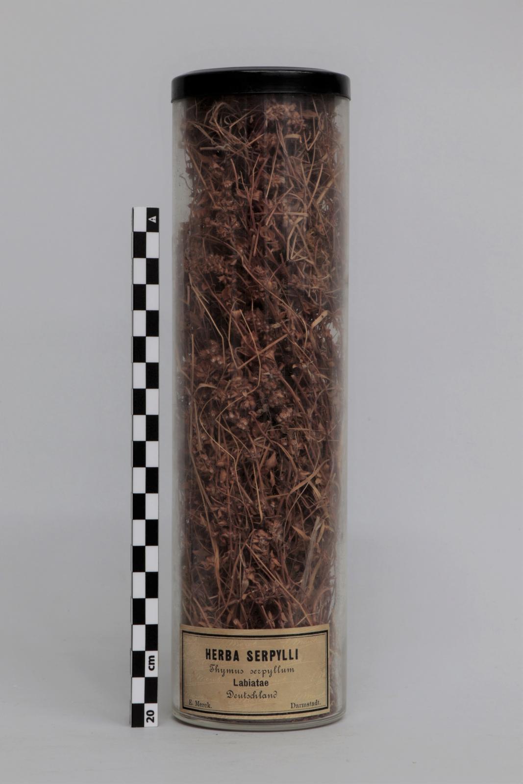 Bote de vidrio con “Herba  serpylli”